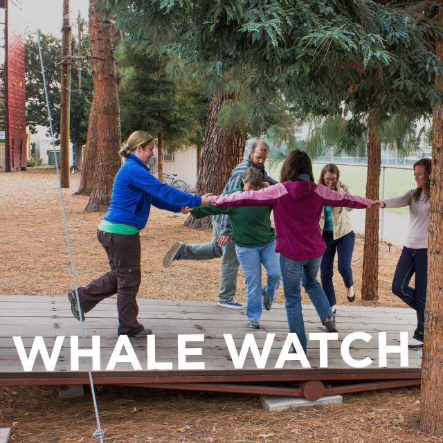 Whale Watch
